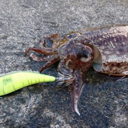 やっぱなんか渋いw